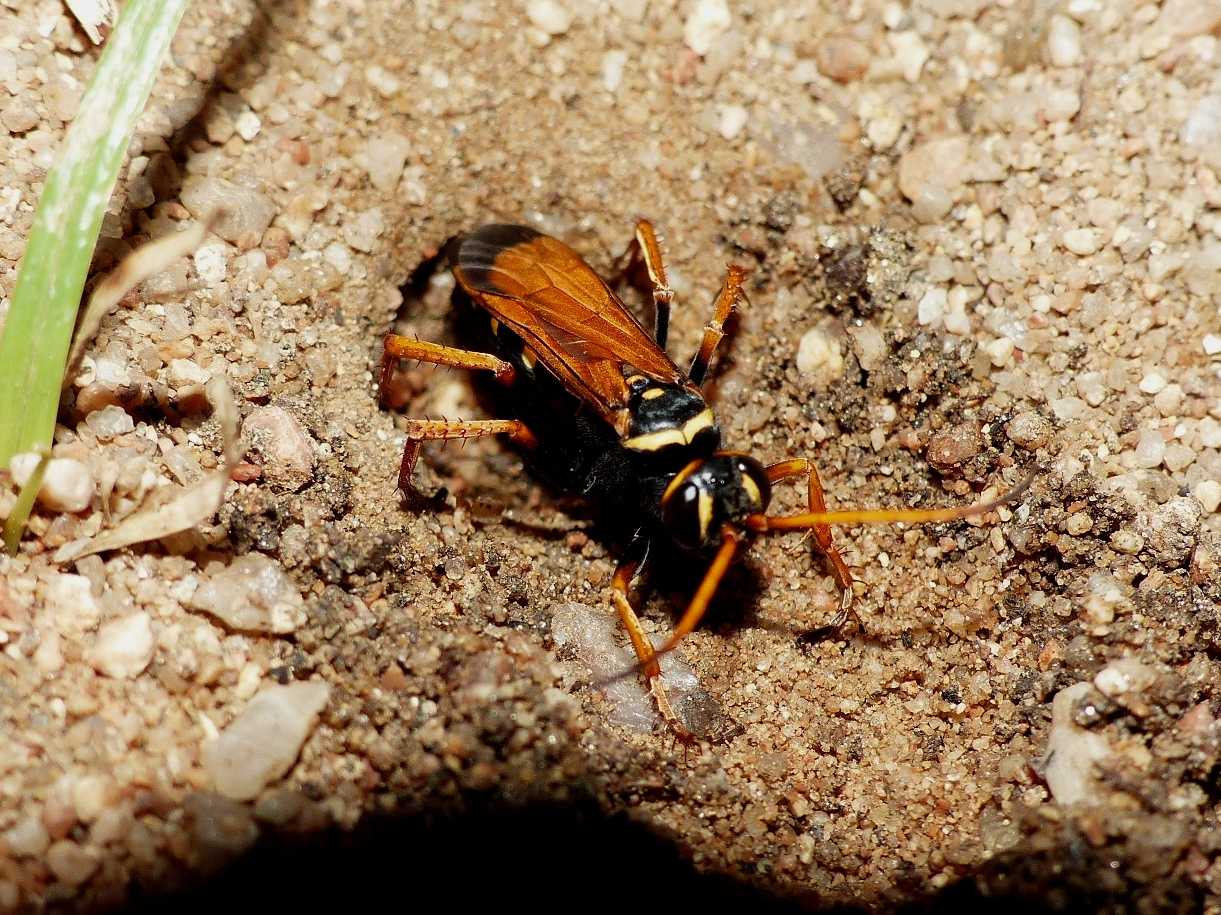 Batozonellus lacerticida: video e foto